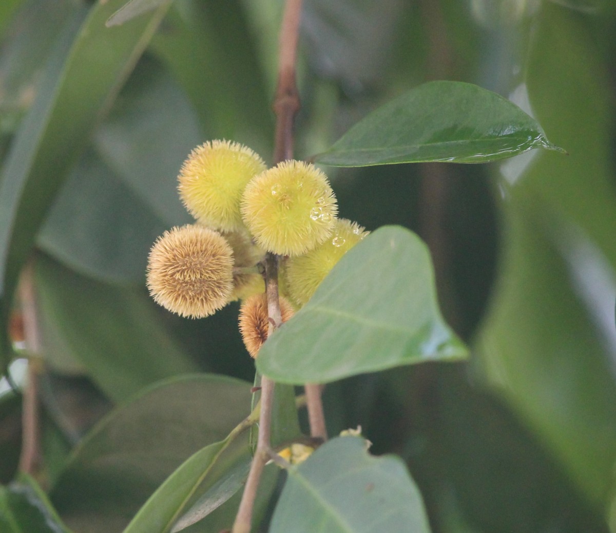 Chaetocarpus castanocarpus (Roxb.) Thwaites